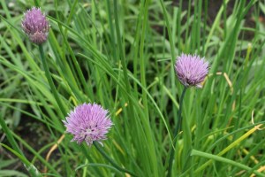 Allium schoenoprasum (2) (1200 x 800)